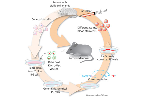 Schematic of reprogramming mouse cells