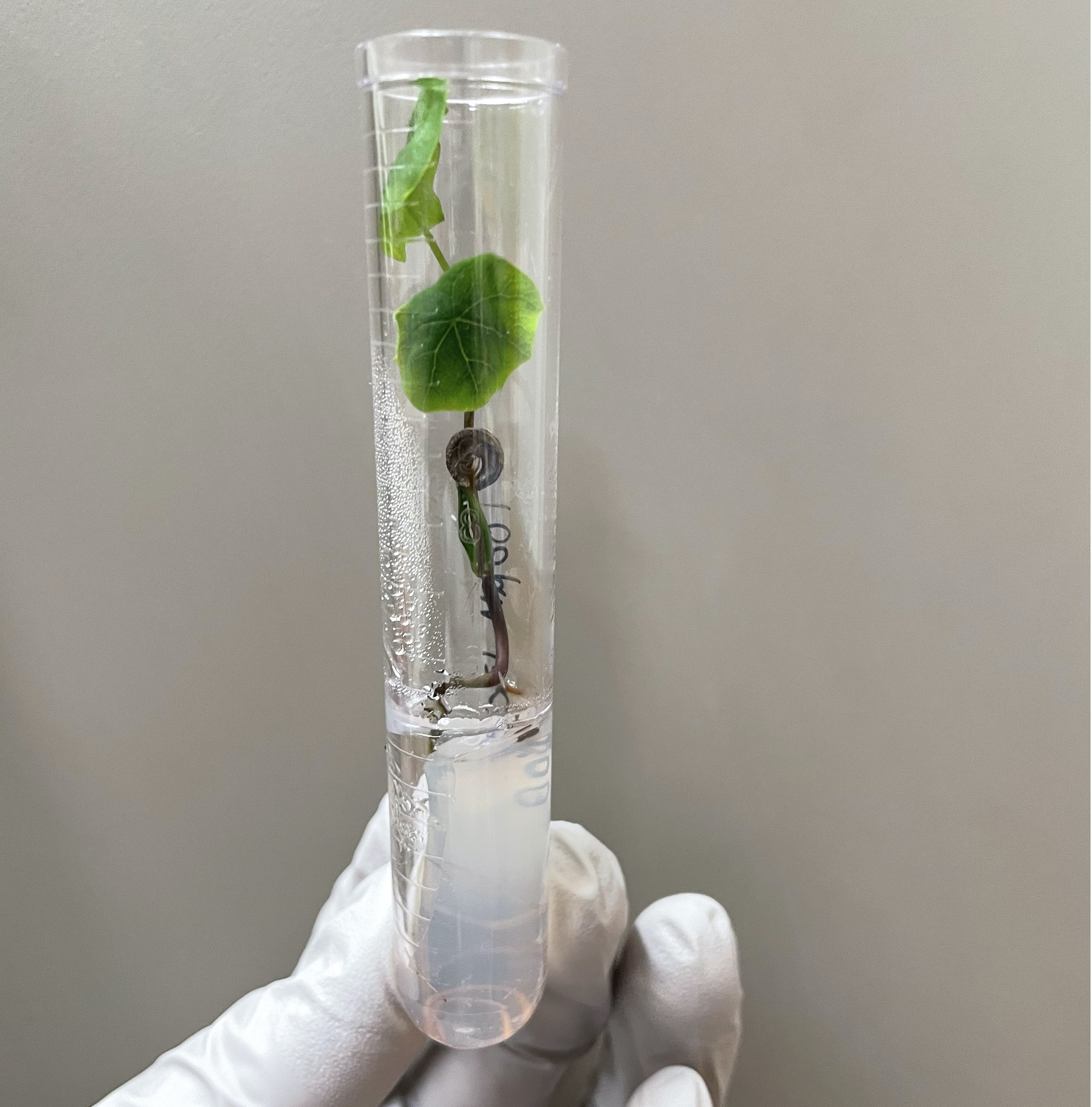 Person holds a vial with a plant in it