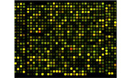 A rectangular grid of dots, many of them yellow