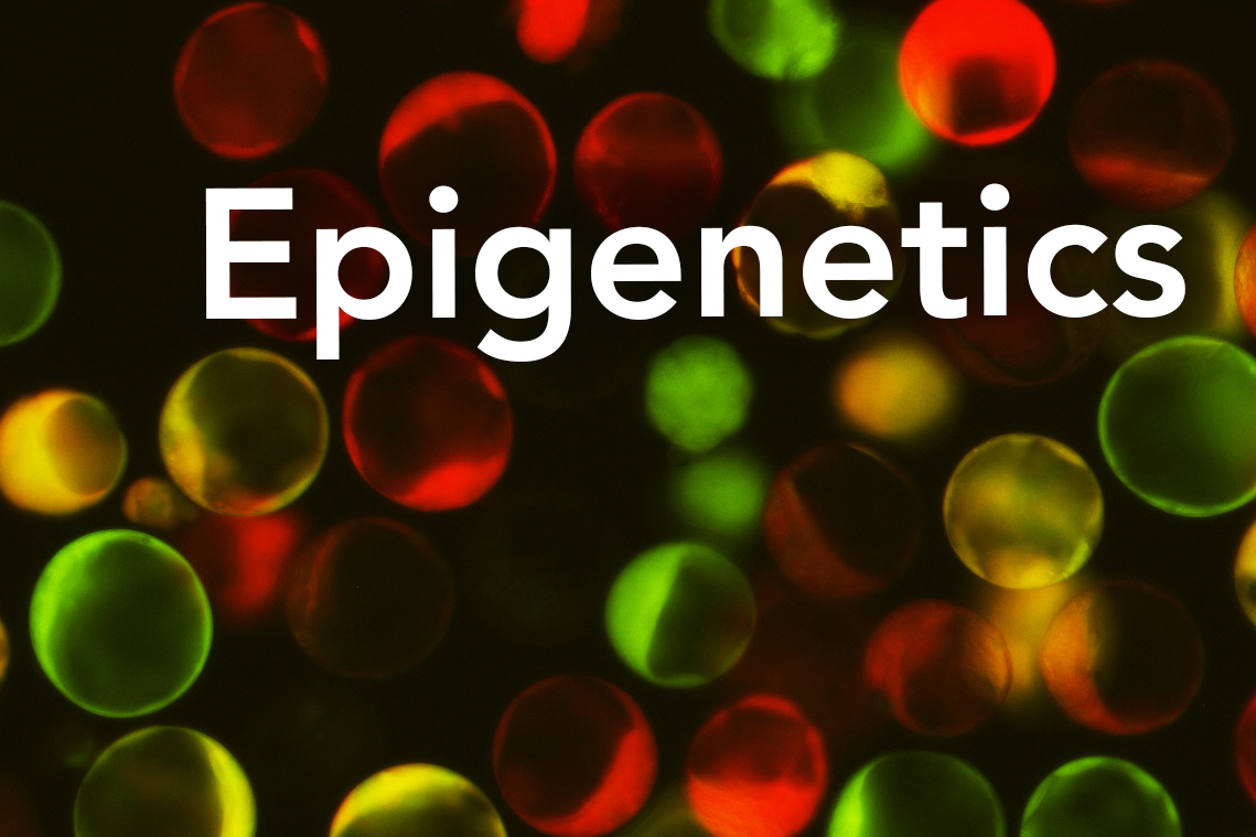 Image of methylation in mouse embryos