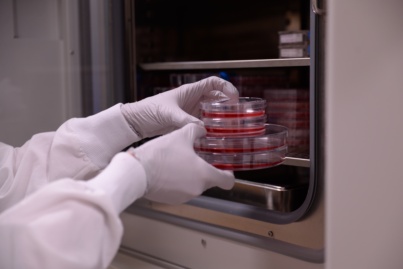 Gloved hands hold a stack of Petri dishes with red media inside