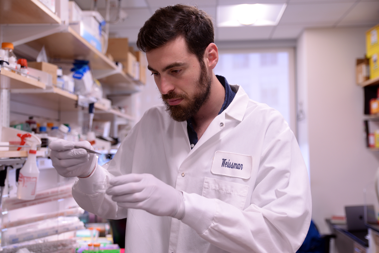 A researcher looks at something held in tweezers above a Petri dish